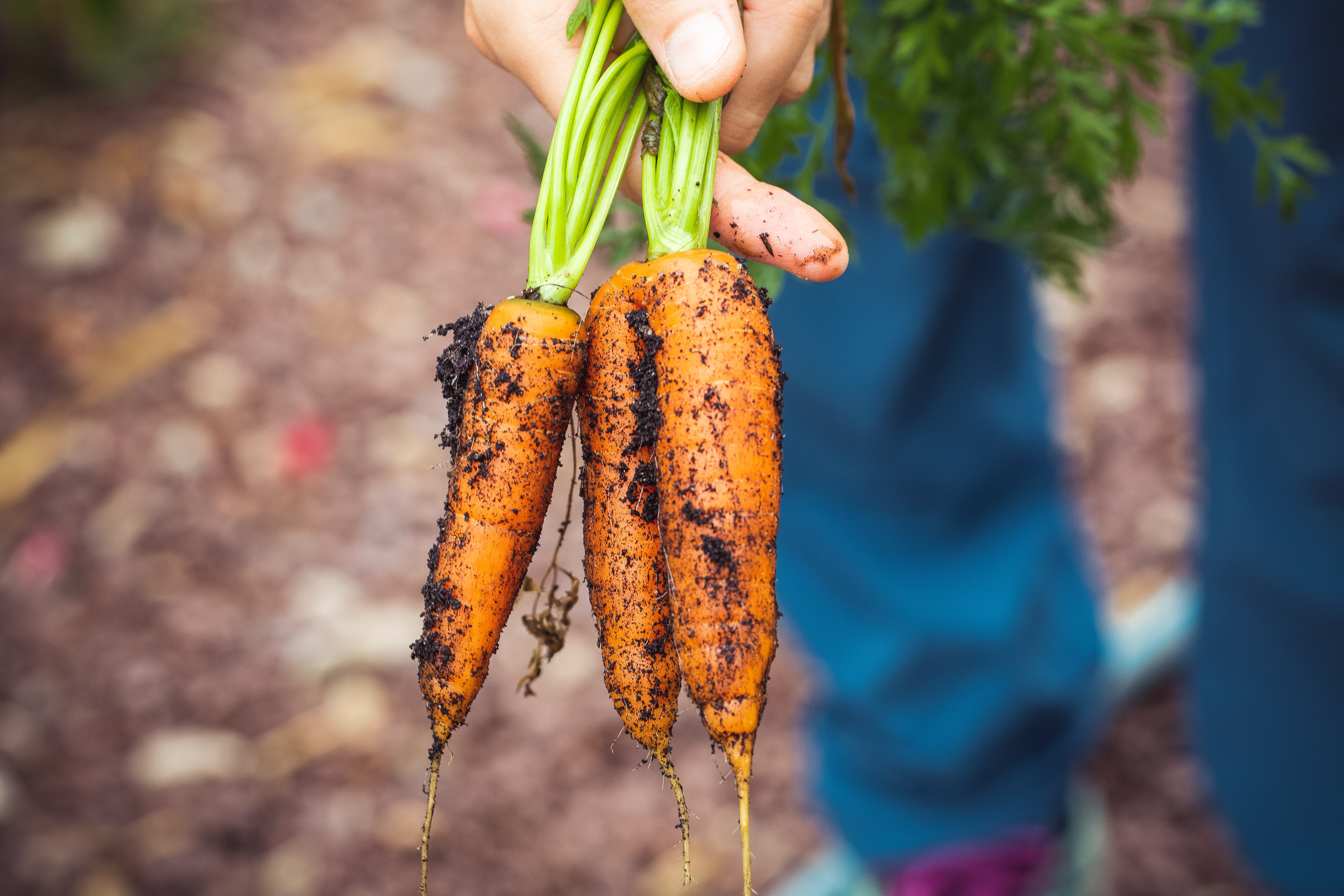 agriculture-carrots-dirty-1268101